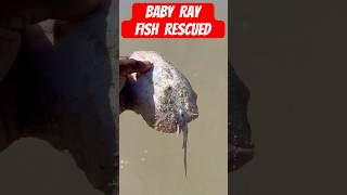 Rescuing a Tiny Ray Saving a Baby Fish in Need shorts stingray fishing [upl. by Thinia324]