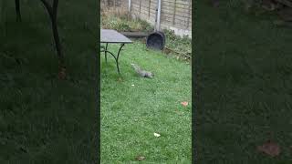 Wildlife in our garden seeded bread 🐿️🐿️ [upl. by Turtle911]