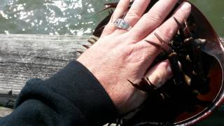 Can Horseshoe crabs hurt you Horseshoe crab attack watch my hand [upl. by Dnana285]