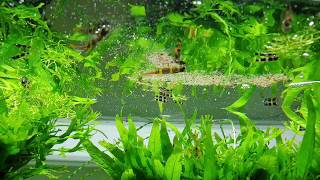 Low Tech Planted Aquarium amp Epiplatys annulatus feeding [upl. by Neuburger]