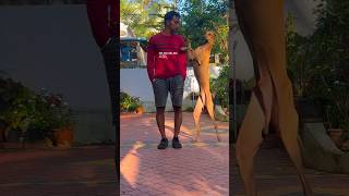 Trained dogs dogshorts dogtraining chippiparai malinois pets trendingsong [upl. by Harbard]