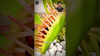 How Venus Fly trap plant catch insect ☘️🐝  viral trending shorts [upl. by Eilesor497]