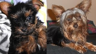 Yorkie Puppy Growing Up [upl. by Glorianna]