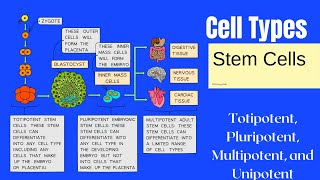 Stem Cells Types TotipotentPluripotent Multipotent Unipotent Stem Cells CIE A Level Biology [upl. by Ralaigh449]