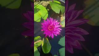 💕 Todays waterlily beauties 💕 Ammuz vlog [upl. by Nyraa]