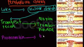 Sistem Peredaran Darah trombosit [upl. by Tsenre]