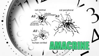 Amacrine Cells  Sub  ENG   Retina part 7 [upl. by Airolg]