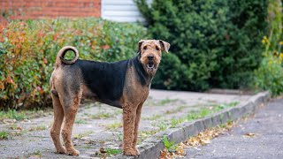 Airedale Terriers and Agility Training An Unbeatable Combination [upl. by Amandy]