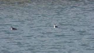 Blacknecked Grebe Svasso piccolo Podiceps nigricollis [upl. by Atalaya]