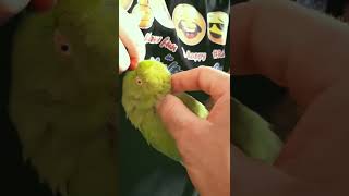 Indian Ringnecks cute noises while they are petted 💚 [upl. by Nosille]