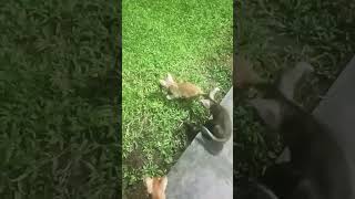 Who is the best cat football⚽⚽cat cattoys funny catlover cuteanimals [upl. by Larianna]