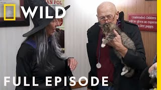 Happy Meowloween Halloween with Dr Pol Full Episode  The Incredible Dr Pol [upl. by Josephson]