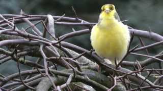 KanarienVogel singt an WinterFutterstelle  12014 [upl. by Gnas]