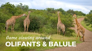 GAME VIEWING around OLIFANTS amp BALULE in the Kruger National Park South Africa [upl. by Auberon144]