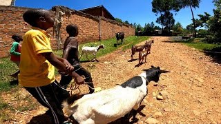 A Day Grazing amp Deworming Goats in the Village villagelife iammarwa goatfarming [upl. by Casper723]