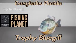 Fishing Planet Trophy Bluegill Everglades Florida [upl. by Salb]