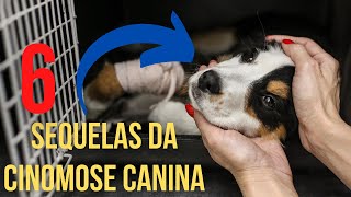 6 Sequelas da cinomose em cÃ£es [upl. by Dub]