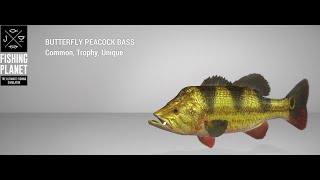 Fishing Planet  Everglades  Trophy  Butterfly Peacock Bass  Spin [upl. by Collen]