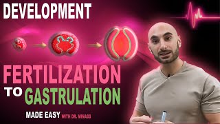 Introduction to Embryology  Fertilisation to Gastrulation Easy to Understand [upl. by Onitnatsnoc]