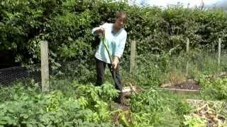 How To Harvest early potatoes [upl. by Yelra]