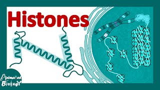 Histones  histones and nucleosomes  histone modification  structure of histones [upl. by Aila860]