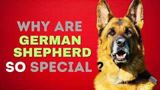 🐕💼 Are German Shepherds Good for Families Pros and Cons Explaine  german shepard dog [upl. by Neveda]