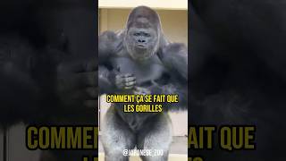 POURQUOI LES GORILLES SONT SI MUSCLÉS SANS MANGER DE VIANDE  🦍 animaux animals gorilla [upl. by Elleynad]