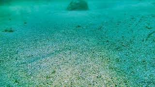 Pacific Sand Lance in the Salish Sea [upl. by Grinnell]