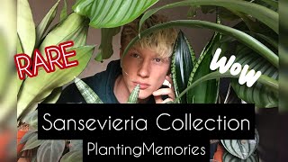 Snake plant collection  RARE Sansevieria [upl. by Anolahs]