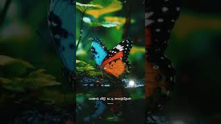 🦋Devathayai kanden songwhatapp status video full screen🦋 [upl. by Akyre]