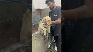 Pudhu Maapilaiku 🙈 grooming coimbatore kovaipudur pawstyle [upl. by Enisamoht]