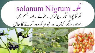 Benifits of solanum nigrum مکو پودے ان گنت کے فائدے By HM yaseen [upl. by Nylirek466]