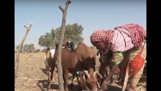 Lutte contre la malnutrition et la faim au Niger [upl. by Utham]