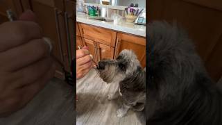 Coach the dog taste testing Goats Cheese countrydog dog briard bovier coach cheese [upl. by Circosta952]