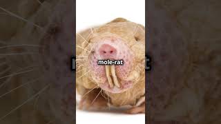 The Unstoppable Mole Rat Natures Little Superhero animalshorts facts Molerat amazinganimals [upl. by Agler]