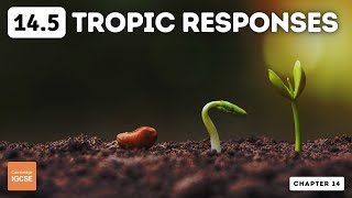 IGCSE Biology  Tropic responses 145 [upl. by Adli]