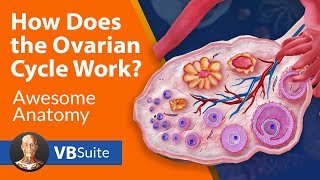 How Does the Ovarian Cycle Work [upl. by Anrim]