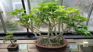 Best Beginner Bonsai Trees – Dwarf Schefflera [upl. by Aderfla]