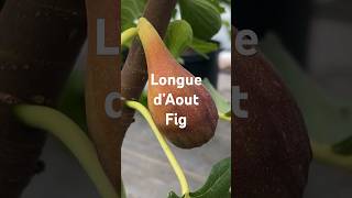 Longue d’Aout Fig [upl. by Katya959]