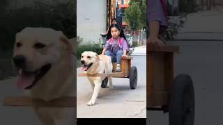 Adorable Dog Drives Little Girl Home from School 🐶❤️ Shorts cutanimals [upl. by Elaval]