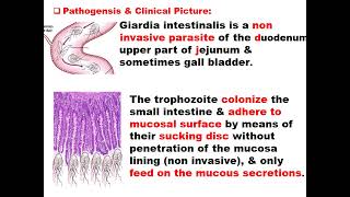 Giardia intestinalis [upl. by Marcel]