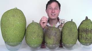 How to Pick and Eat the Best Jackfruit from the Store [upl. by Fanni415]