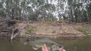 Murray Cod on the Bidgee Surface and Spinnerbaits [upl. by Hawger900]