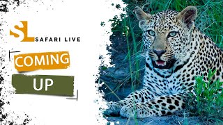 SafariLIVE Sunrise Safari Repeat  06 May 2024 [upl. by Marieann]