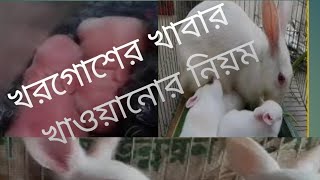 খরগোশের খাবার খাওয়ানোর নিয়ম জেনে নিন [upl. by Irodim]