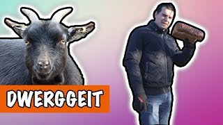 Schattige dwerggeit 🐐  DierenpraatTV [upl. by Irelav28]