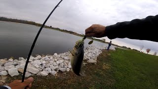 Angler Assets Spinner Bait Catches Pond PB  fishing bassfishing [upl. by Karlin]