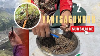 YARTSA GUNBHU Hunt for the worlds most expensive fungus [upl. by Krissie]