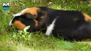 Gorgeous Hybrid Warty Pig [upl. by Hbaruas800]