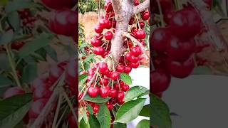 New technique for growing cherry tree cherry cherrygrafting farming viral shorts [upl. by Ahsekan]